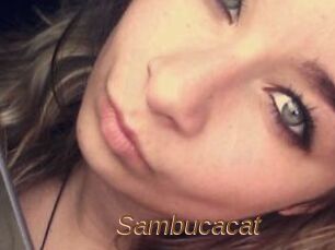 Sambucacat